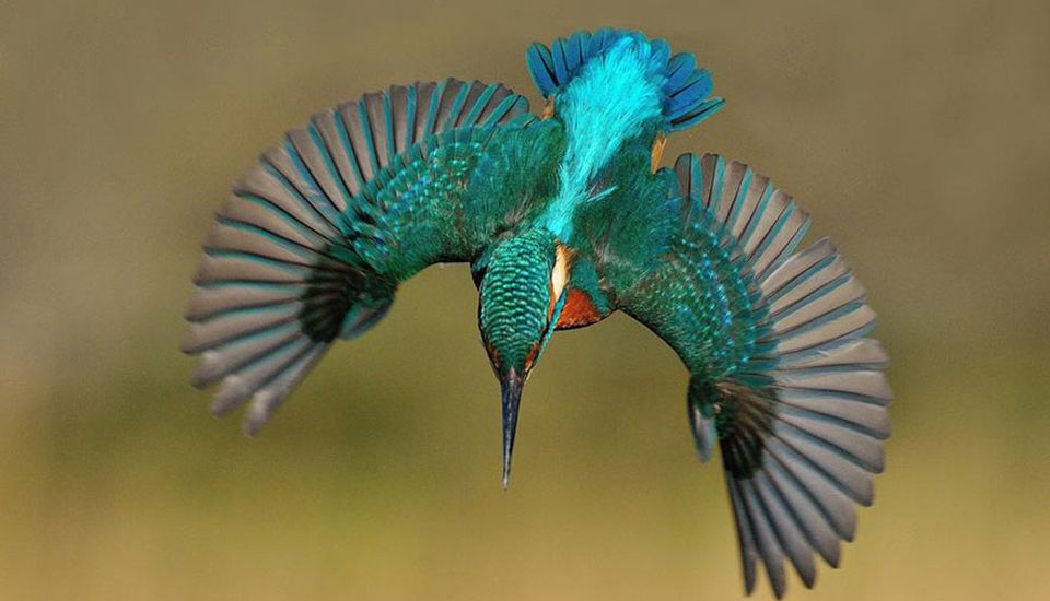 Plonjonul perfect al Pescăruşului Albastru, surprins de fotograful Lan McFadyen