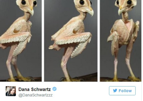 Dacă nu vrei să vezi o bufniţă goală, priveşte în altă parte - FOTO