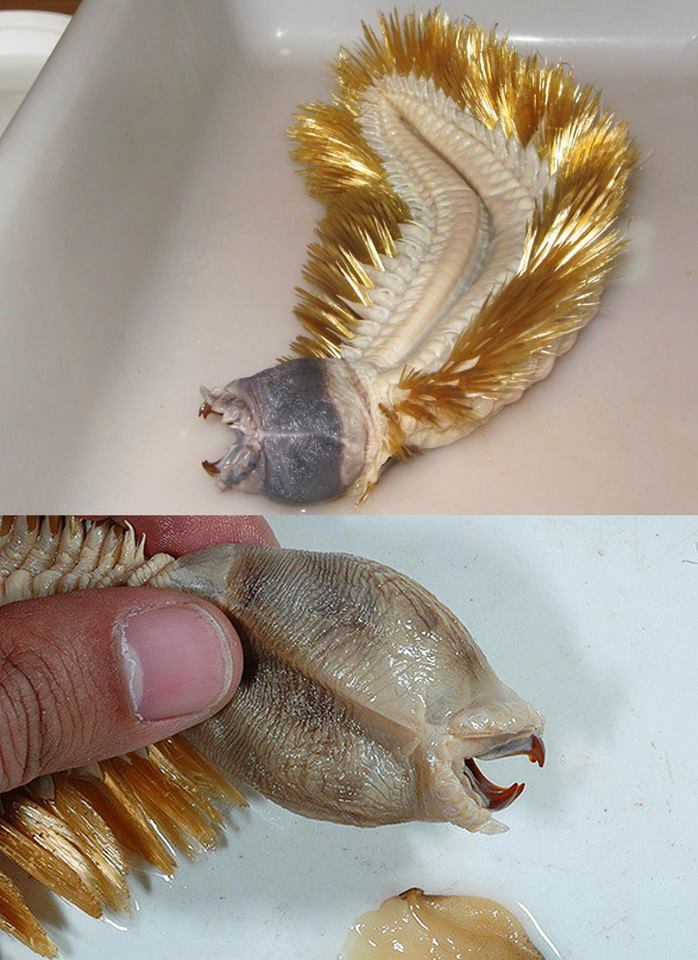 Specii de forone – viermi marini din încrengătura Phorona