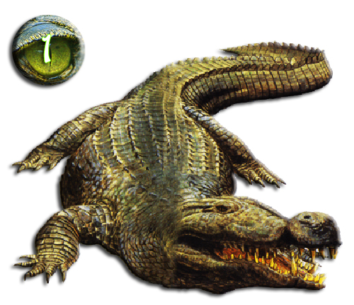 opțiuni binare de crocodil