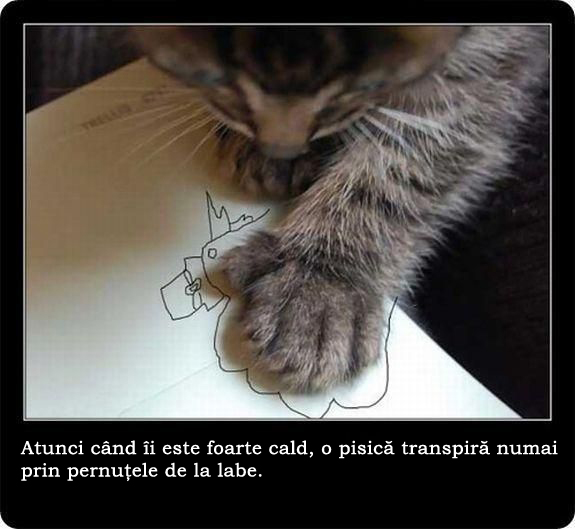30 de lucruri neobisnuite pe care nu le stiai despre pisici