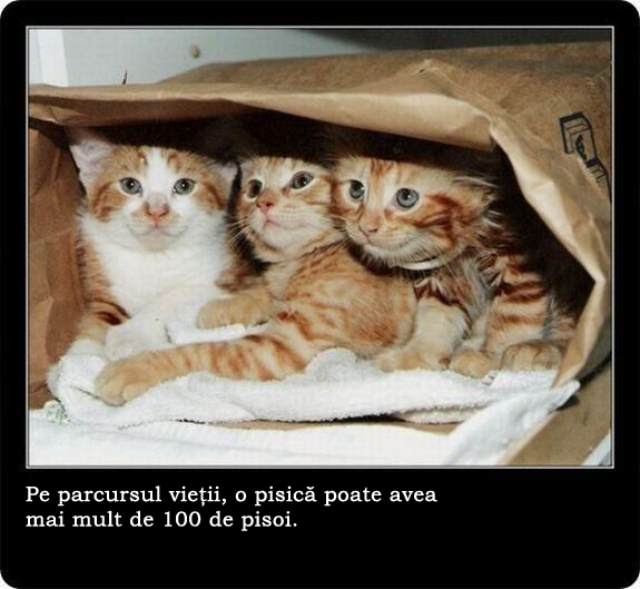 30 de lucruri neobisnuite pe care nu le stiai despre pisici