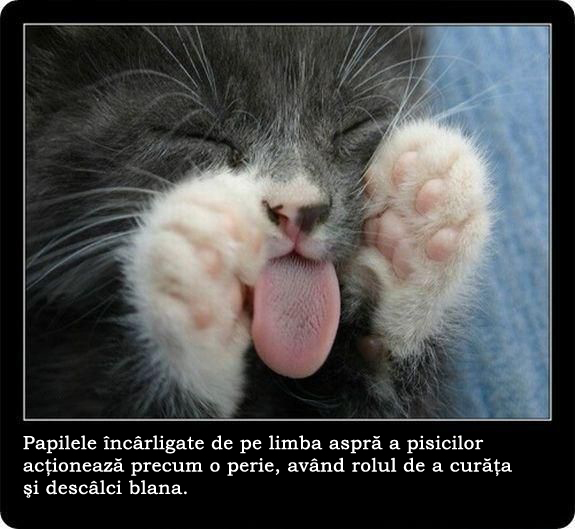 30 de lucruri neobisnuite pe care nu le stiai despre pisici