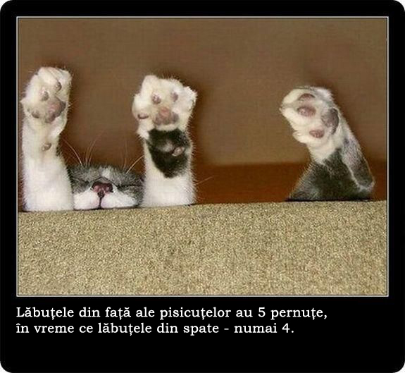 30 de lucruri neobisnuite pe care nu le stiai despre pisici