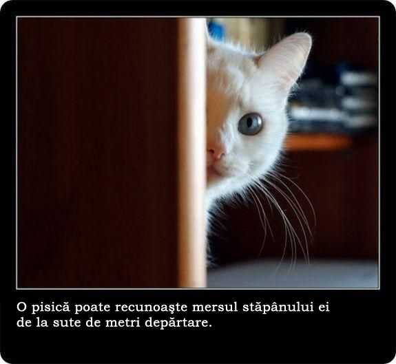 30 de lucruri neobisnuite pe care nu le stiai despre pisici