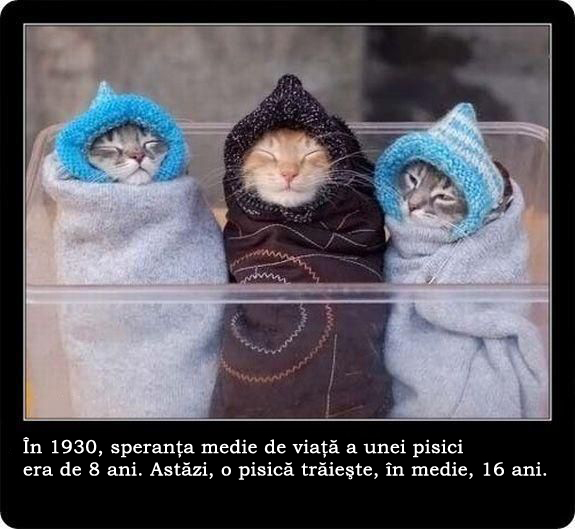 30 de lucruri neobisnuite pe care nu le stiai despre pisici