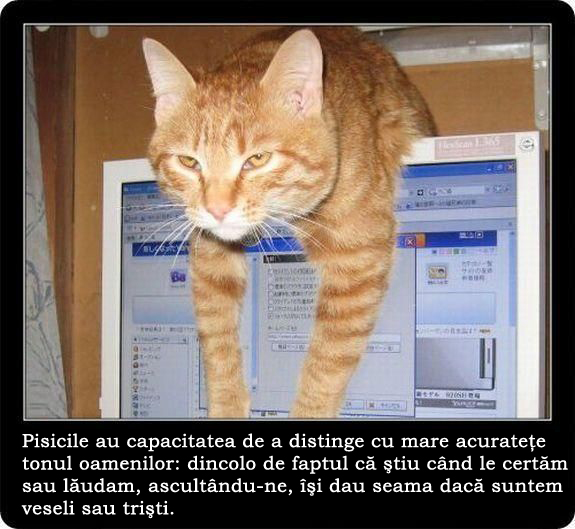 30 de lucruri neobisnuite pe care nu le stiai despre pisici