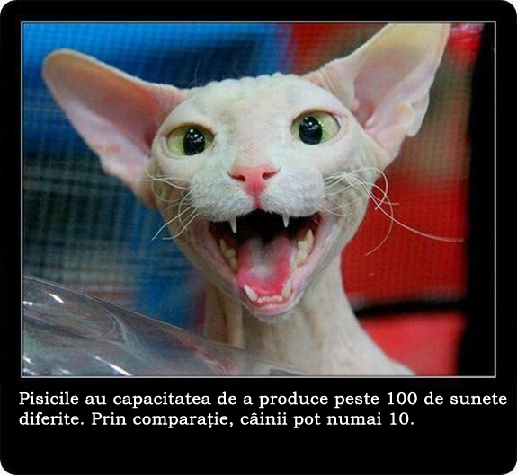 30 de lucruri neobisnuite pe care nu le stiai despre pisici