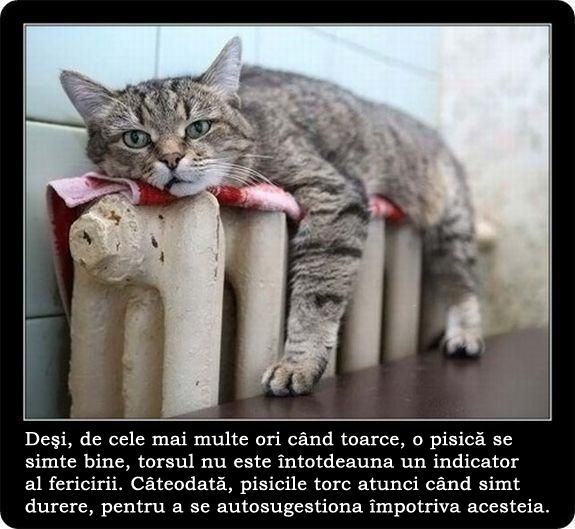 30 de lucruri neobisnuite pe care nu le stiai despre pisici