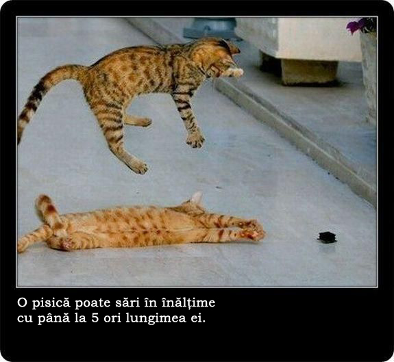 30 de lucruri neobisnuite pe care nu le stiai despre pisici