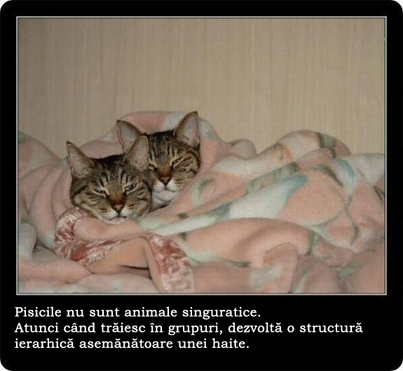 30 de lucruri neobisnuite pe care nu le stiai despre pisici