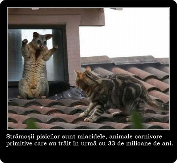 30 de lucruri neobisnuite pe care nu le stiai despre pisici