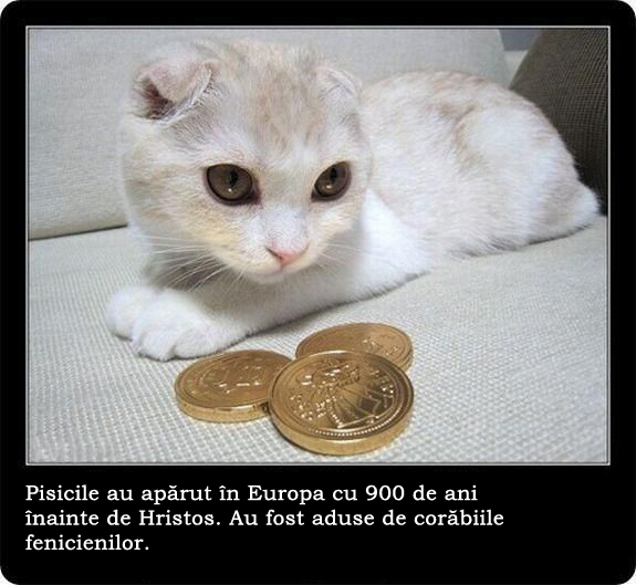 30 de lucruri neobisnuite pe care nu le stiai despre pisici