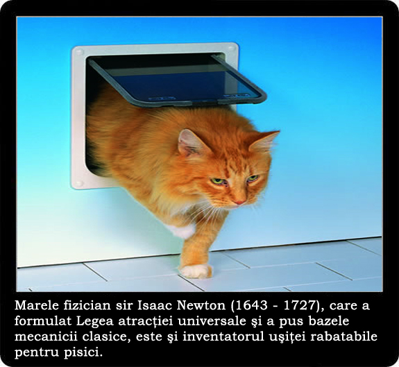 30 de lucruri neobisnuite pe care nu le stiai despre pisici