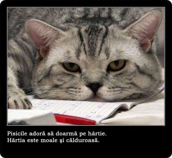 30 de lucruri neobisnuite pe care nu le stiai despre pisici