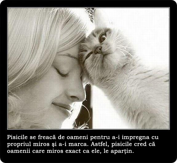 30 de lucruri neobisnuite pe care nu le stiai despre pisici