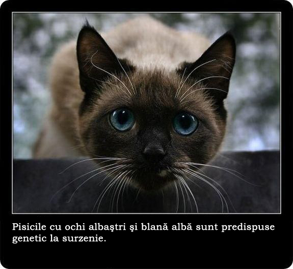 30 de lucruri neobisnuite pe care nu le stiai despre pisici