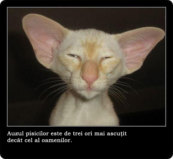 30 de lucruri neobisnuite pe care nu le stiai despre pisici