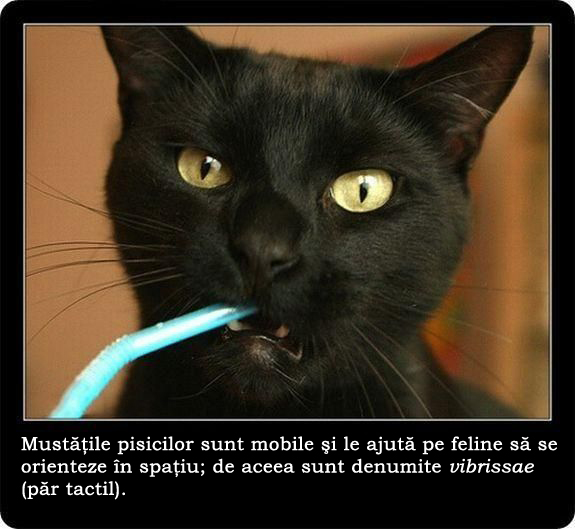 30 de lucruri neobisnuite pe care nu le stiai despre pisici