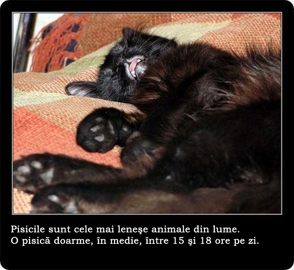 30 de lucruri neobisnuite pe care nu le stiai despre pisici