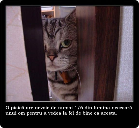 30 de lucruri neobisnuite pe care nu le stiai despre pisici