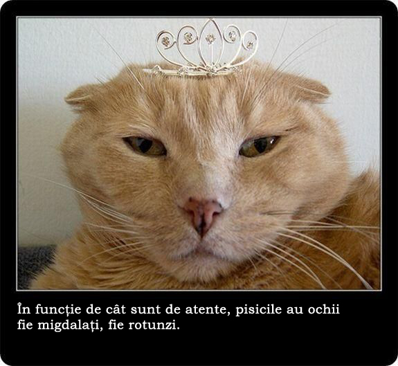 30 de lucruri neobisnuite pe care nu le stiai despre pisici