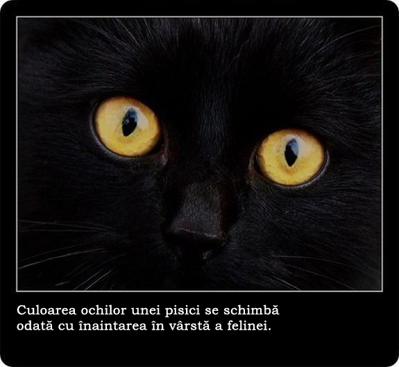 30 de lucruri neobisnuite pe care nu le stiai despre pisici