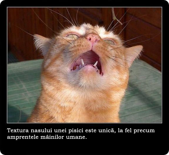 30 de lucruri neobisnuite pe care nu le stiai despre pisici