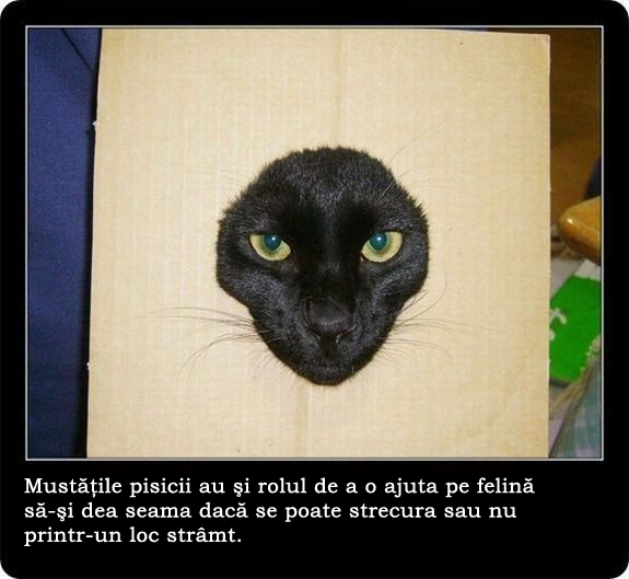 30 de lucruri neobisnuite pe care nu le stiai despre pisici