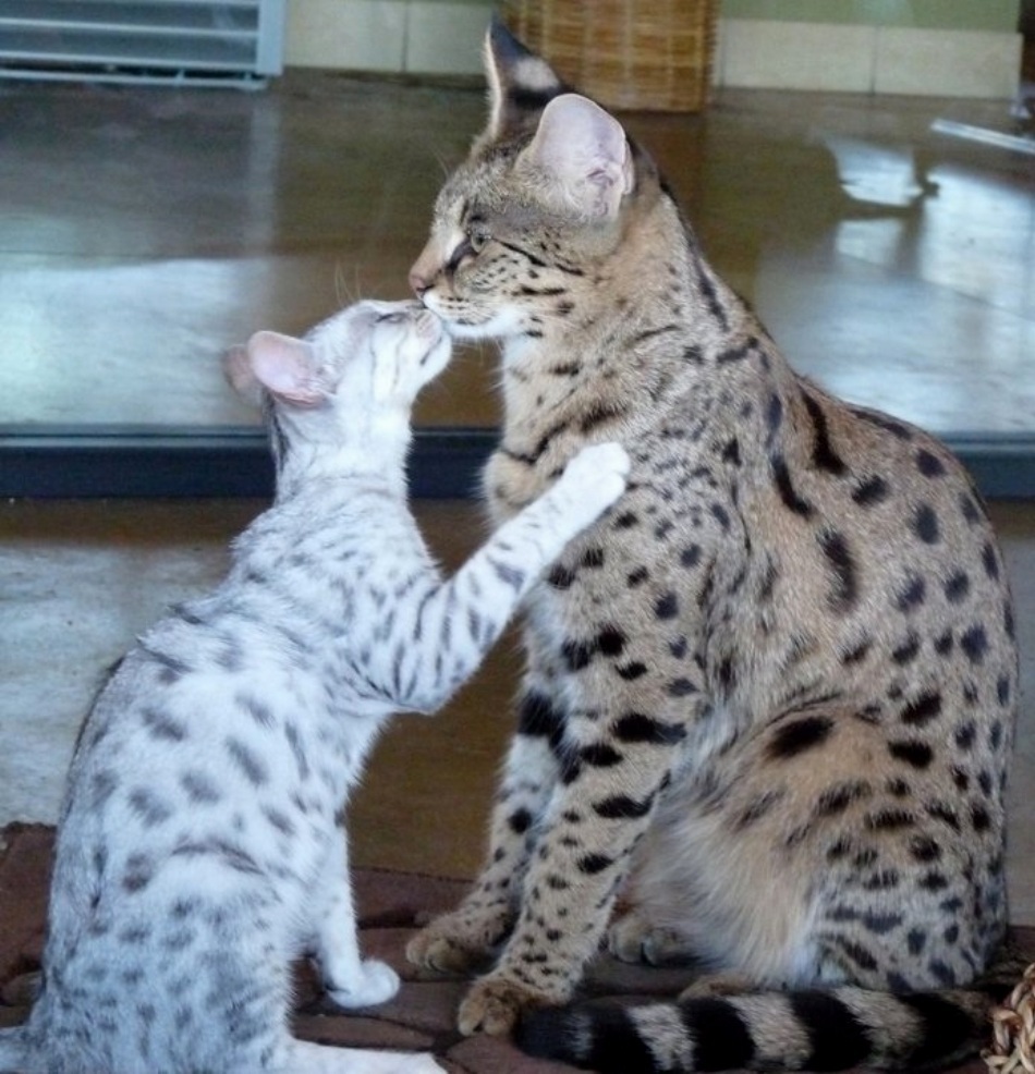 Породы больших кошек фото. Саванна кошка. Мейн кун Ашера. Сервал Ашера. Ашера (кошка).