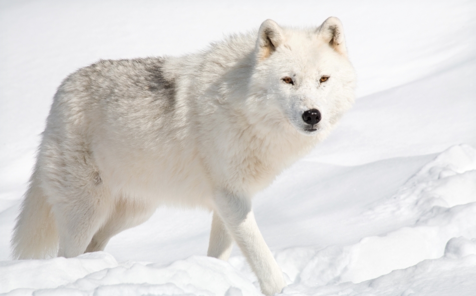 gossip hit Changeable Război printre gheţuri: lupi contra boi moscaţi