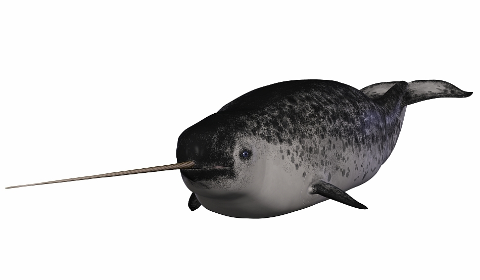 Narvalul - unicornul mărilor