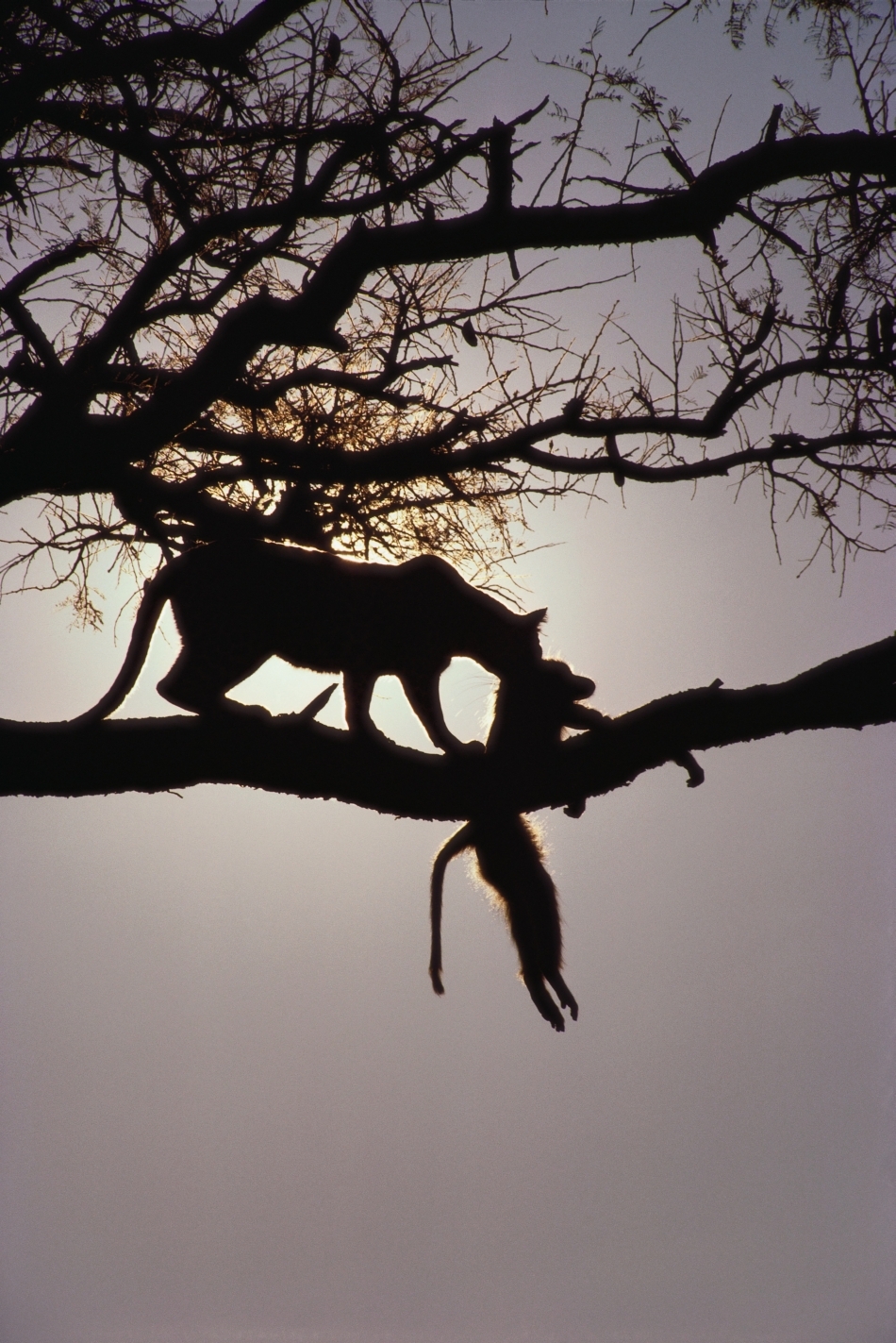 Babuinii -  Hoardele din savană