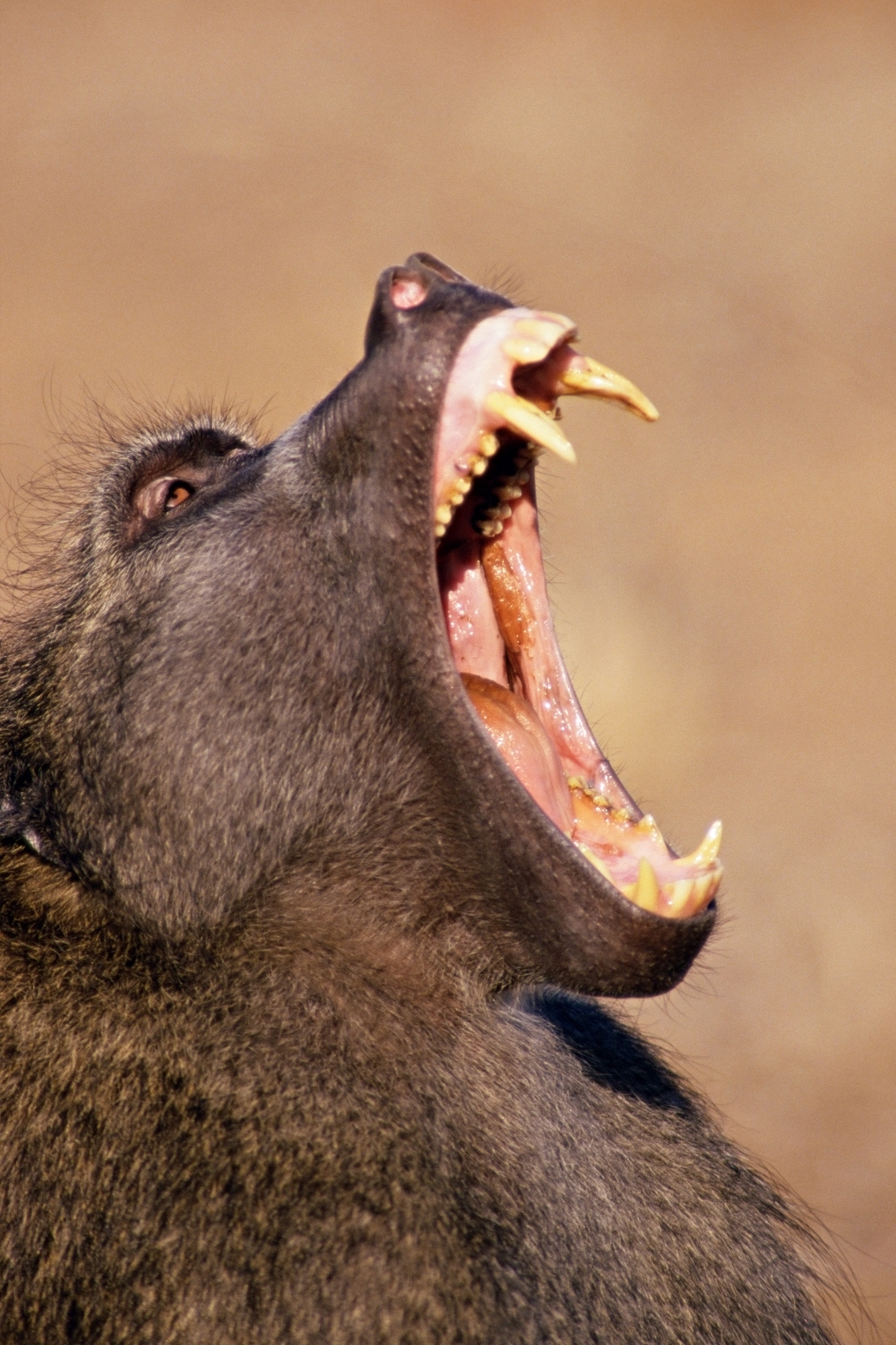 Babuinii -  Hoardele din savană