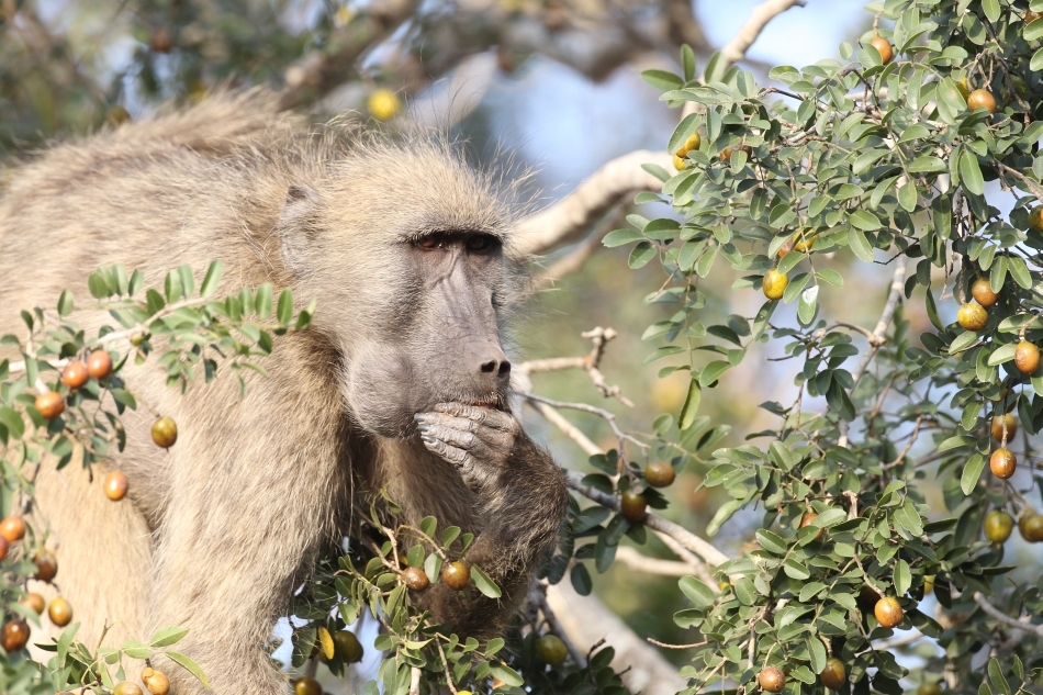 Babuinii -  Hoardele din savană