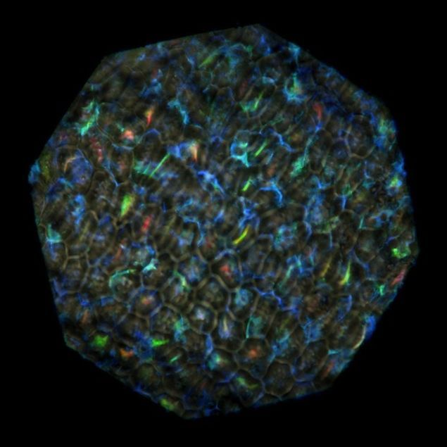 A fost descoperit cel mai colorat fruct din lume / Silvia Vignolini et al. via PNAS