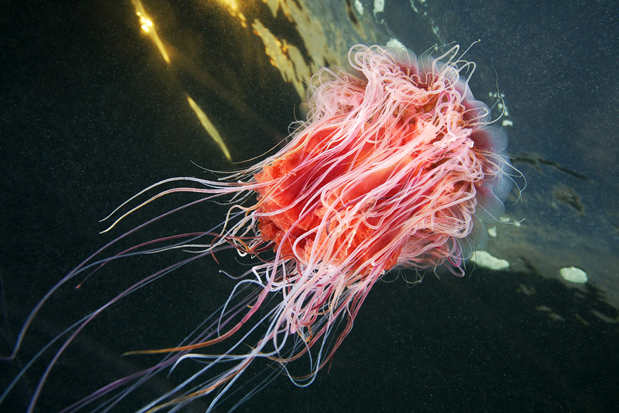 Cea mai mare meduză din lume a fost surprinsă în imagini spectaculoase / Foto: Alexandre Semenov