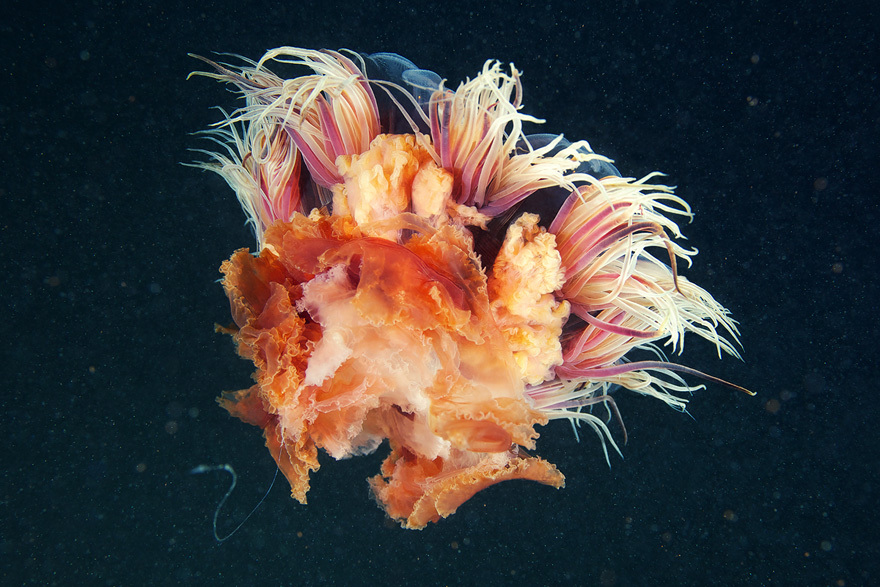 Cea mai mare meduză din lume a fost surprinsă în imagini spectaculoase / Foto: Alexandre Semenov