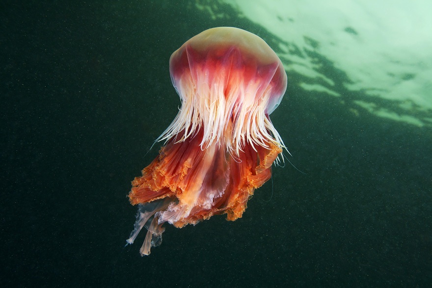 Cea mai mare meduză din lume a fost surprinsă în imagini spectaculoase / Foto: Alexandre Semenov