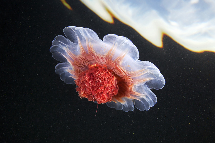 Cea mai mare meduză din lume a fost surprinsă în imagini spectaculoase / Foto: Alexandre Semenov