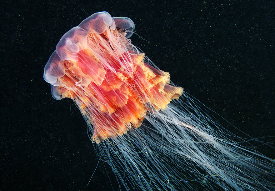 Cea mai mare meduză din lume a fost surprinsă în imagini spectaculoase / Foto: Alexandre Semenov