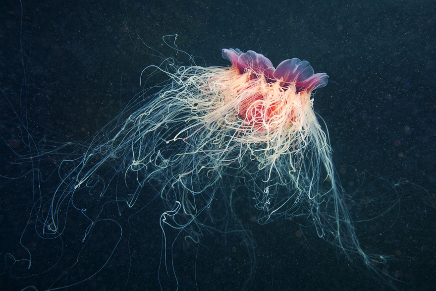 Cea mai mare meduză din lume a fost surprinsă în imagini spectaculoase / Foto: Alexandre Semenov