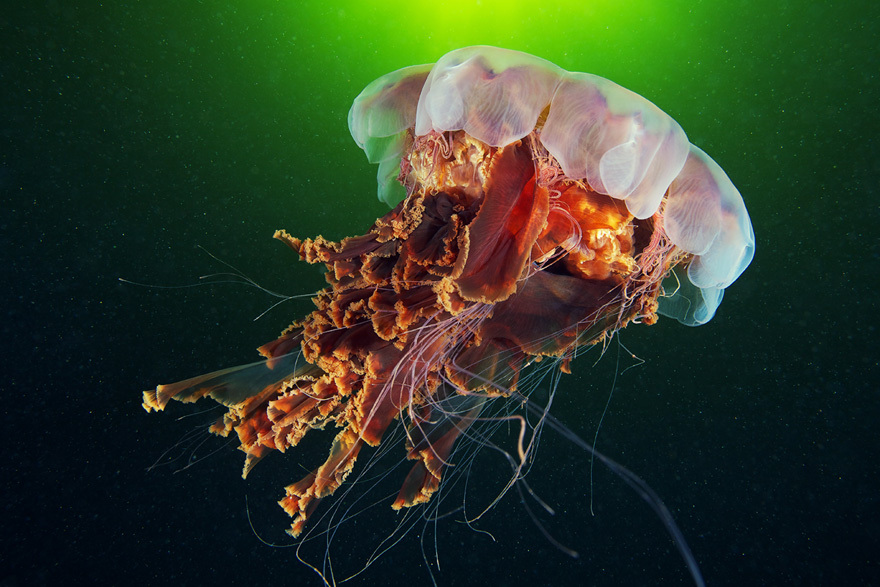 Cea mai mare meduză din lume a fost surprinsă în imagini spectaculoase / Foto: Alexandre Semenov