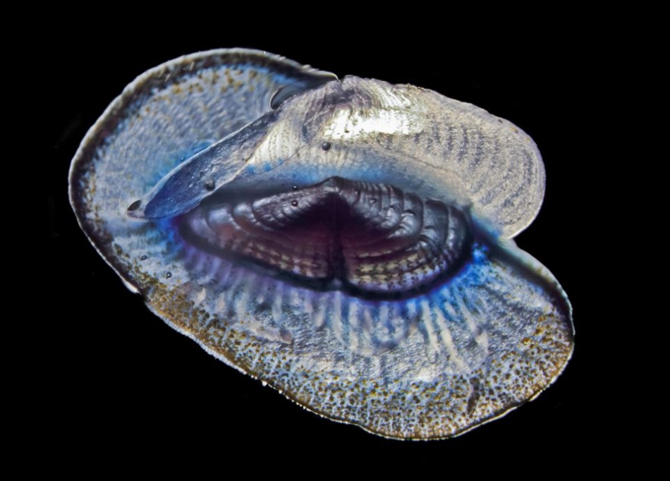 Vellela - Atlantic / Foto: Patrick Chang - CNRS - Tara Oceans - 2010