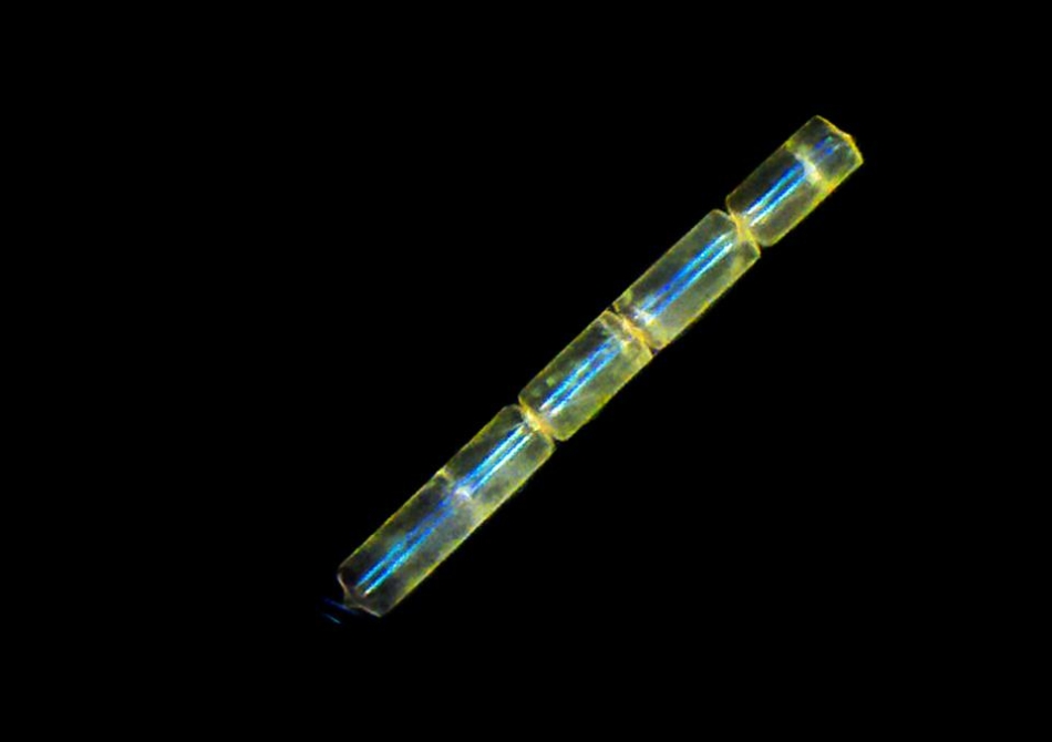 Diatom - Indian Ocean / Foto: Jennifer Gillette - UCD - Tara Oceans - 2010