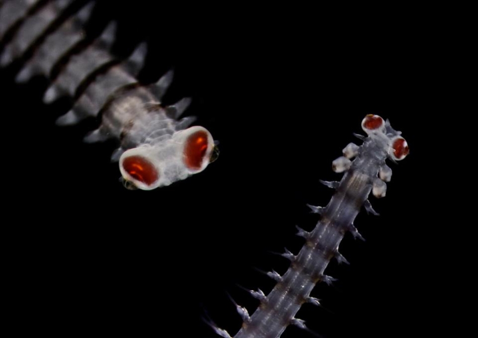 Polychaeta - Mediterranean / Foto: Christian Rouviere - CNRS - Tara Oceans - 2009
