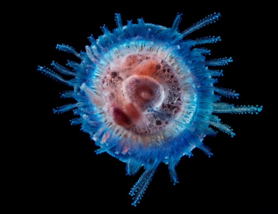 Porpita Bottom – Cnidaria - North Pacific/ Foto: Luis Gutierrez Heredia - UCD - Tara Oceans