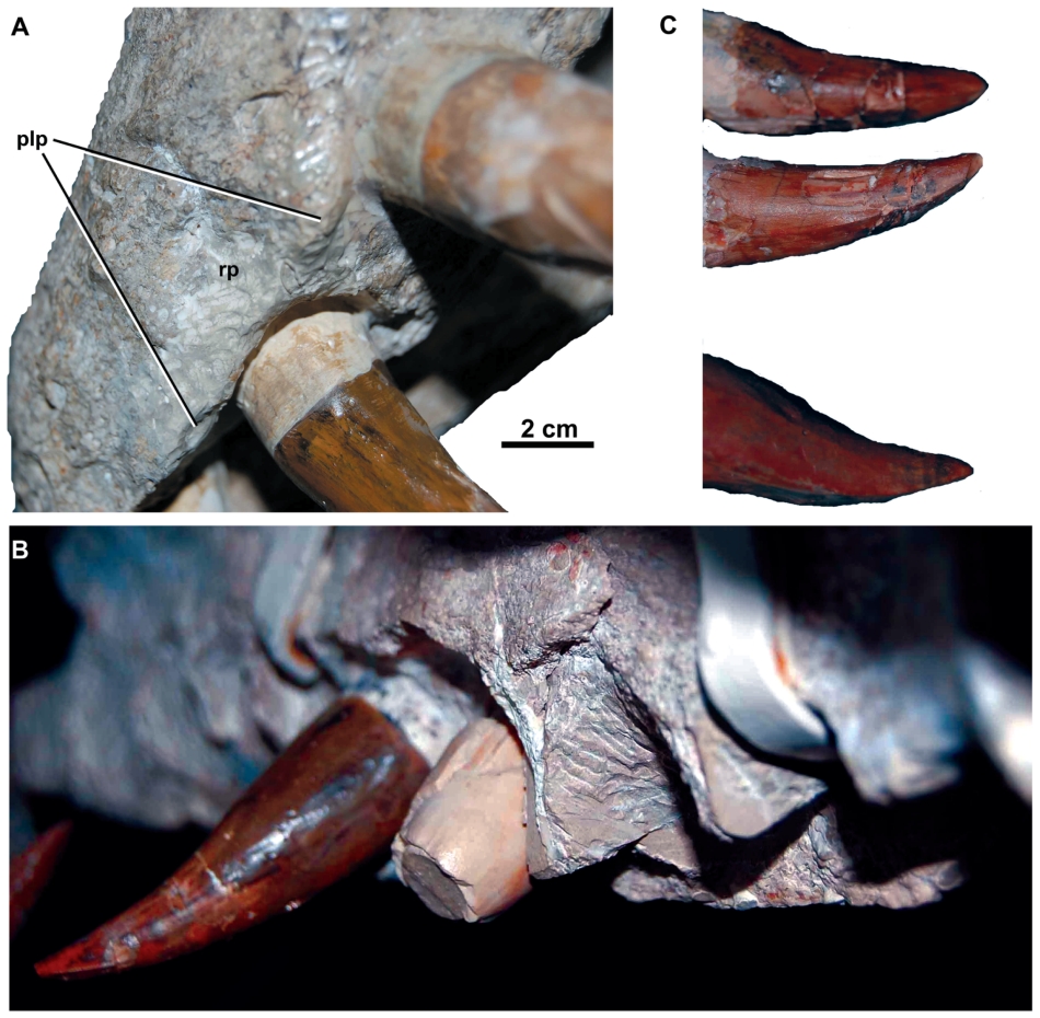 Dakosaurus maximus: dentiţie