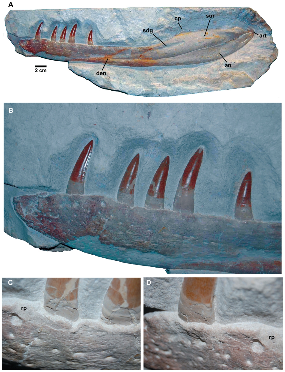 Dakosaurus maximus: dentiţie / Foto: Mark Young