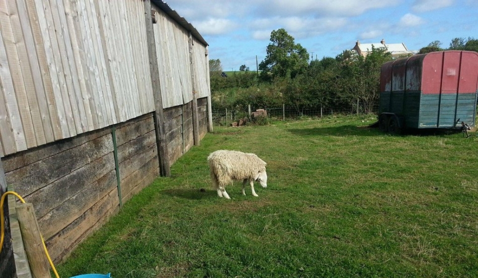 Terry, berbecul cu o ciudată malformaţie a devenit vedetă pe internet